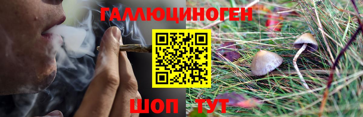 Майкоп  как найти закладки  Псилоцибиновые грибы прущие грибы  Вход с VPN  Псилоцибиновые грибы Cubensis 